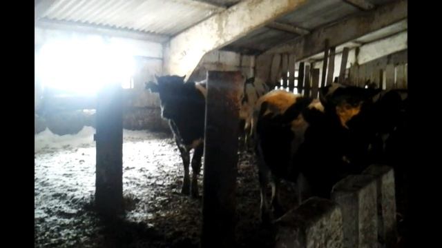 160 кг ЖИВОЙ ВЕС КРС ПРОДАЖА КРС ЖИВЫМ ВЕСОМ +79063333941 смотреть онлайн