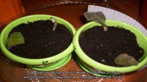 Почему у фиалки закручиваются листья во внутрь