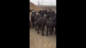 НОВОС БОКИШ КУЛАЙМИ ЁКИ КУЧКОР БОКИШ