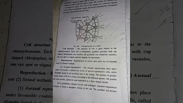 Volvox life cycle , complete notes on volvox смотреть онлайн