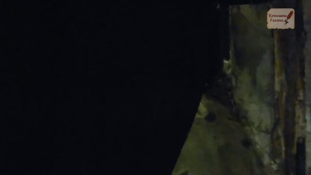 Три тополя на Плющихе раскрывают свои тайны. Москва Допотопная. смотреть онлайн