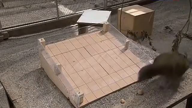 10 ПОРАЗИТЕЛЬНЫХ УМСТВЕННЫХ СПОСОБНОСТЕЙ ЖИВОТНЫХ смотреть онлайн