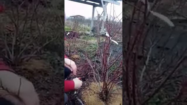 Обрезка голубики часть 1 смотреть онлайн