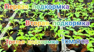 Первая подкормка рассады томатов , вторая подкормка томатов