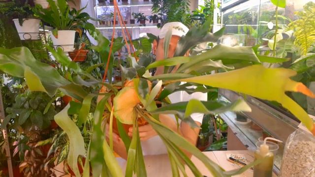 ПАПОРОТНИК ПЛАТИЦЕРИУМ /  ОЛЕНИЙ РОГ / Содержание и уход