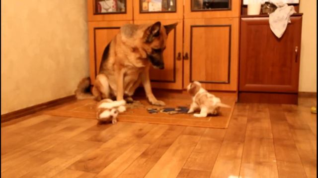 Щенки кавалера 6 нед. 