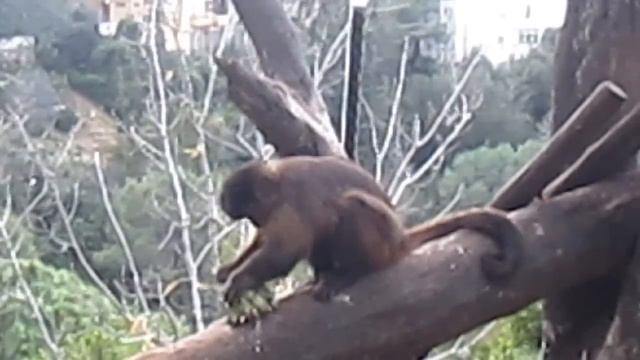 Как же съесть ??? Включаю мозги! смотреть онлайн