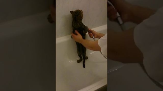 Мытье кота смотреть онлайн