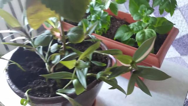 Выращивание композиций из комнатных цветов и мини овощей на балконе (конец мая) смотреть онлайн