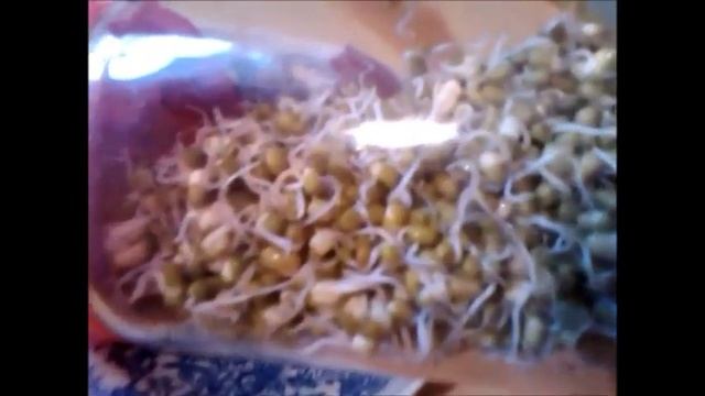 Проростки маша и приготовление супа-пюре