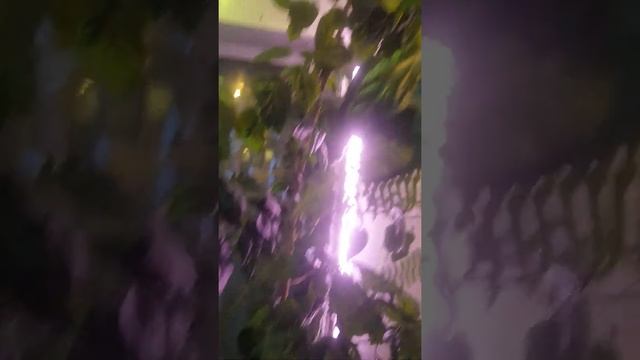 Цветы в квартире. ЦВЕТЕНИЕ РОЗЫ. смотреть онлайн