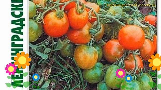 Томат Ленинградский холодок. Краткий обзор, описание solanum lycopersicum Leningradskij holodok смотреть онлайн