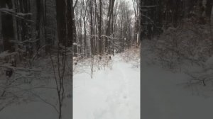 эхо в лесу  Карпаты заснежило