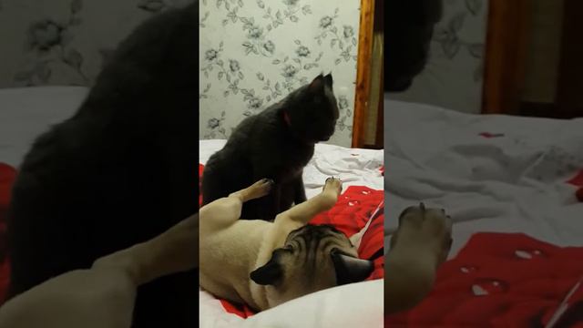 Я тебя так люблю!!!!! смотреть онлайн