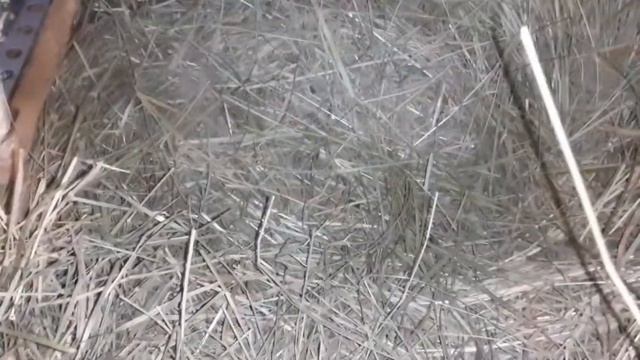 миксоматоз кроликов! домашний кролик! //ждём новые окролы// смотреть онлайн