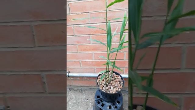 Выращиваем имбирь дома смотреть онлайн