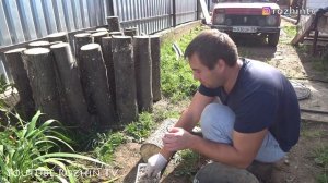 ЗАСЕВ МИЦЕЛИЙ ВЕШАНКИ? И ОПЯТ? НА ПНИ?