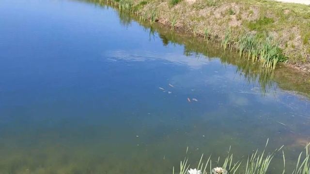 Работаем с дизельной виброплитой 500 кг. Строим своими руками дорогу к дому . Золотые рыбки в пруду смотреть онлайн