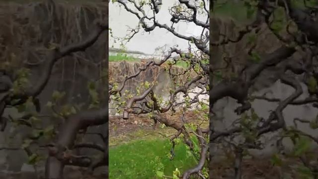 ДЕКОРАТИВНЫЙ ФУНДУК ОРЕХ #shots Как похудеть навсегда без диет дома Лайфхак для худеющих смотреть онлайн