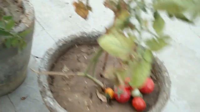 Tomato Harvest !! Update on Tomato plant - English смотреть онлайн