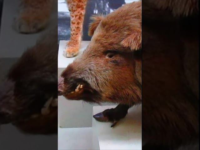 А кабан бесподобный! смотреть онлайн