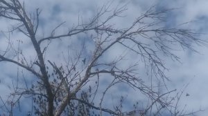 скворцы на дереве