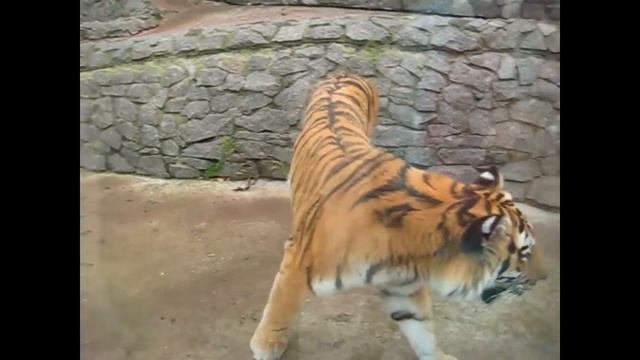 ПИТЕРСКИЙ ЗООПАРК. ХЭЛЛОУИН. КОРМЛЕНИЕ ТИГРА | THE ST. PETERSBURG ZOO. HALLOWEEN. FEEDING THE TIGER смотреть онлайн