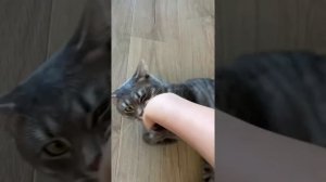 Главная ошибка в воспитании кота ? Никогда так не делайте #shorts #кот #кошки