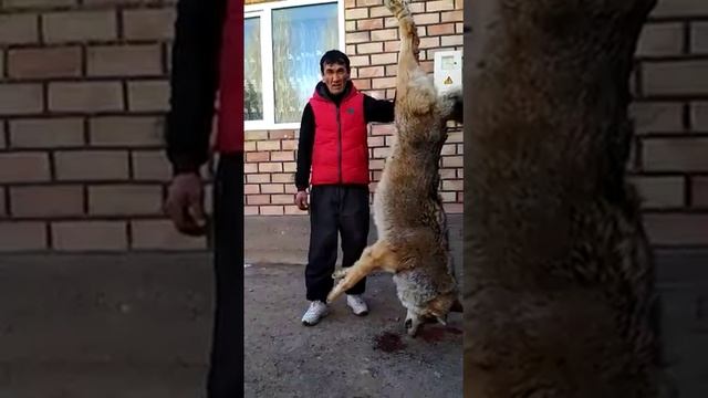 Самый большой волк был пойман в Кыргызстане смотреть онлайн