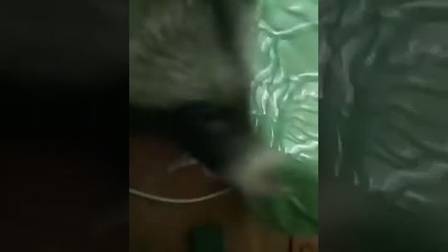 Уссурийский енот в доме смотреть онлайн