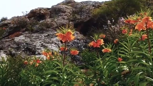 Это Баткен брат! Кыргызстан. Легенды. Айгуль смотреть онлайн