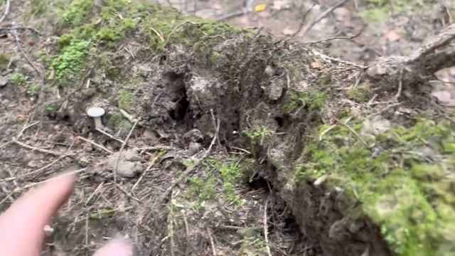 Грибной сезон 2021!Калужское колосовое безумие в августе, 250 штук белых грибов!!!Шляпки чистые!!! смотреть онлайн