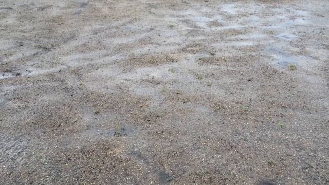 CÓMO PLANTAR O SEMBRAR CÉSPED TÚ MISMO смотреть онлайн