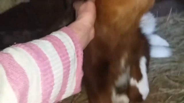 У первотёлки лопнули сосуды при отёле.Молозиво с кровью смотреть онлайн