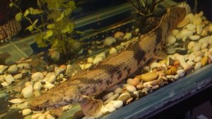Полиптерус Эндлихера  (Polypterus endlicheri)