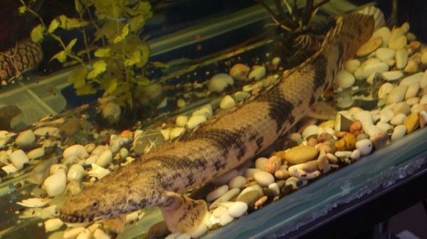 Полиптерус Эндлихера  (Polypterus endlicheri)