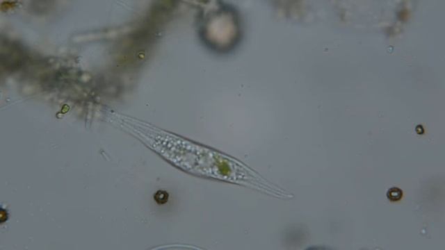 Разнообразие простейших