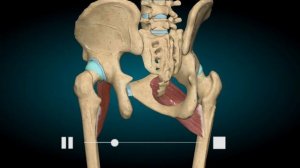 Гребенчатая мышца. Движения. Приводящие мышцы. Внутренняя поверхность бедра.