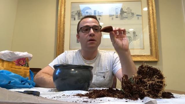 How To Repot Sansevieria Cylindrica