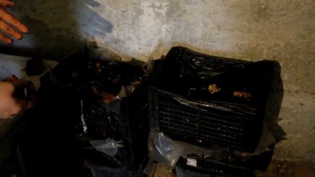калифорнийские черви перерабатывают грибные блоки на биогумус смотреть онлайн