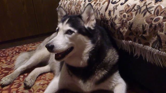 Хаски мяукает смотреть онлайн