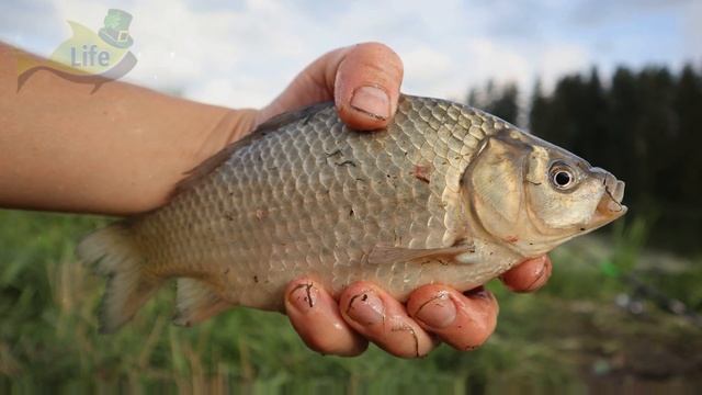 Перед каким тестом карась не в силах устоять в августе сентябре?Лучшее тесто для карася. смотреть онлайн