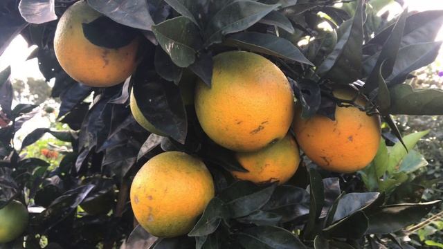 Мой фруктовый сад/ My fruit orchard. смотреть онлайн