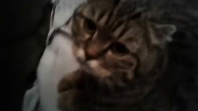 Что делать если кошка просит кота . Таблетки смотреть онлайн