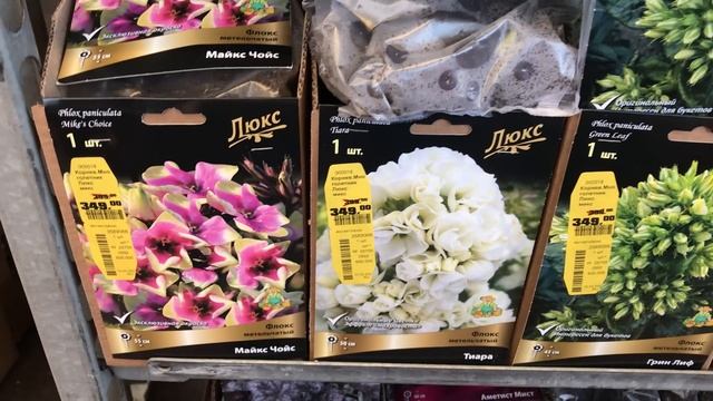 САД 2021.Многолетники класса Люкс в Оби. Морозники,Дельфиниумы.Флоксы. смотреть онлайн