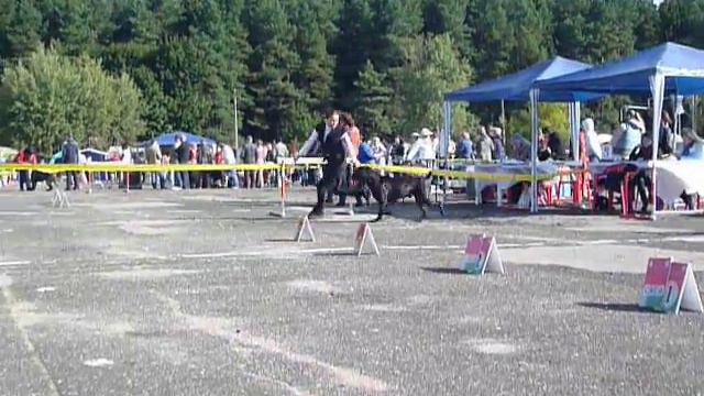 "GOLDEN FAIR-2011",11.09.2011 , БЕЛАРУСЬ, МИНСК cane corso 9 смотреть онлайн