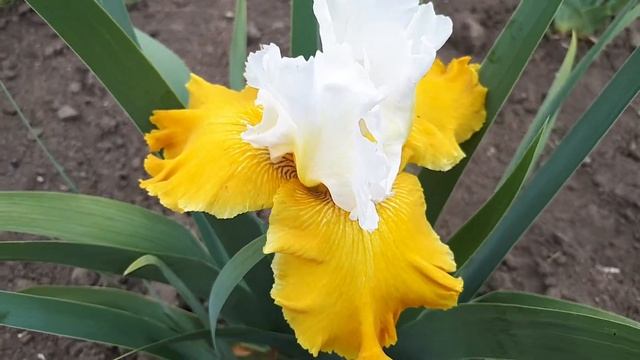 Ирис Aura Light ...
#ирис #цветы #мояжизнь #olgakrizhanovskaya #райцветов