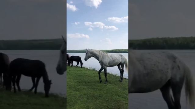 Лошадки пришли на водопой. Полевской #лошади #лошадь #животные #полевской #природа #shorts смотреть онлайн