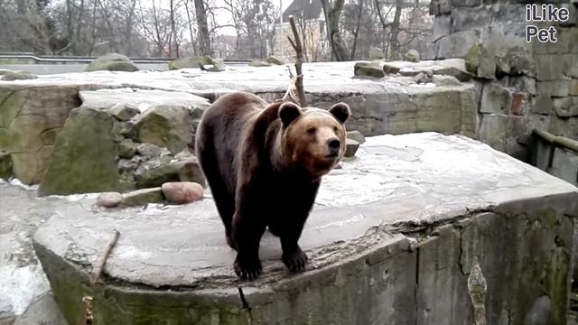 Бурый медведь образ жизни на ilikepet смотреть онлайн