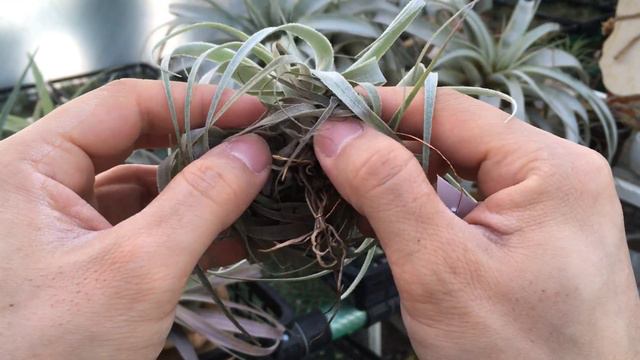 Tillandsia Gardneri 틸란시아 가드네리